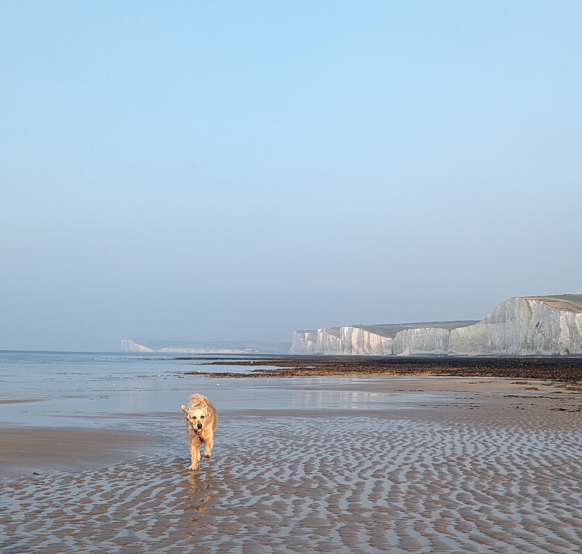 Bramber Bears💜 tweet media