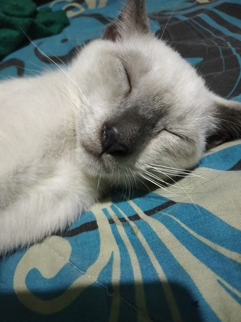 adelwisss's tweet photo. @petsfess klo ga lg bobo mana mau di foto 🫠🫠 https://t.co/0a7Re486Zs