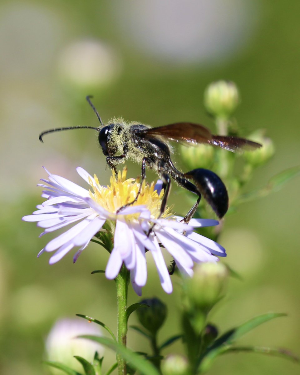 Un jardin dans le Marais poitevin tweet media