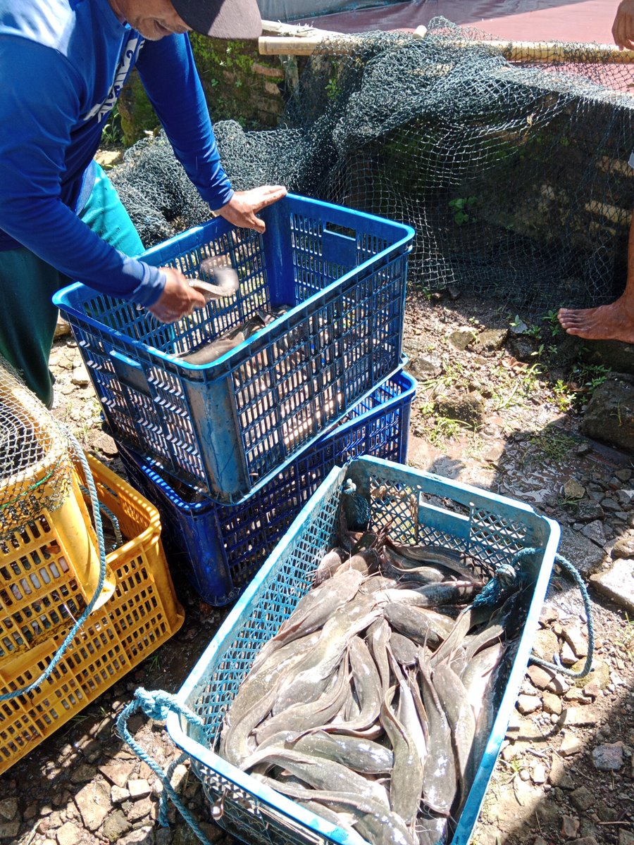 ingditameyer's tweet photo. 20/09/24 Ing dita meyer LUHKAN Kab. Tulungagung, pendampingan panen ikan lele dikolam milik Bp. Suparman (Pokdakan Mina Rasa) 
Ds. Tamban Kec. Pakel jumlah produksi 870kg dengan harga jual 18.500/kg #GiatLuhkanSatminkalBWI #luhlapor  
#produksi https://t.co/FLoOEue8XX