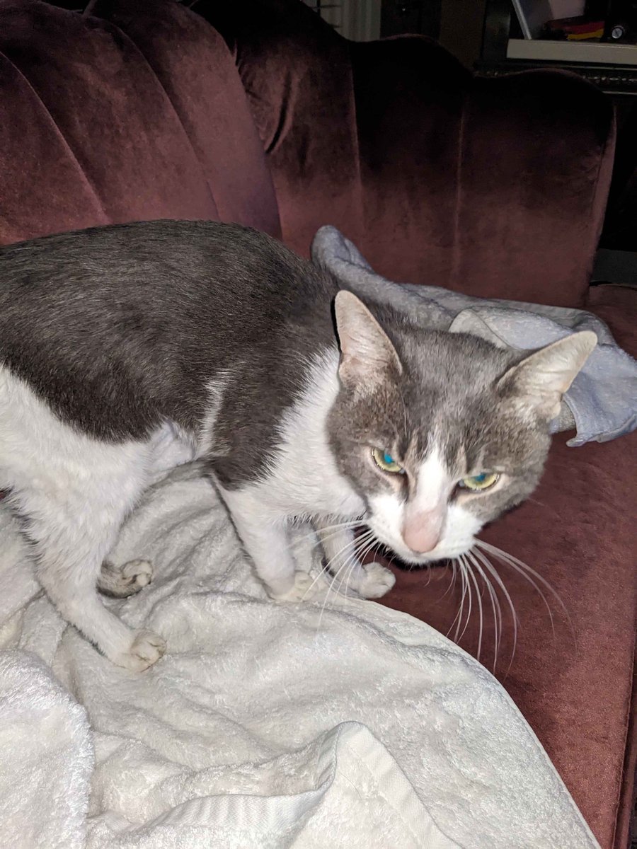 Adelaide Welden tweet media