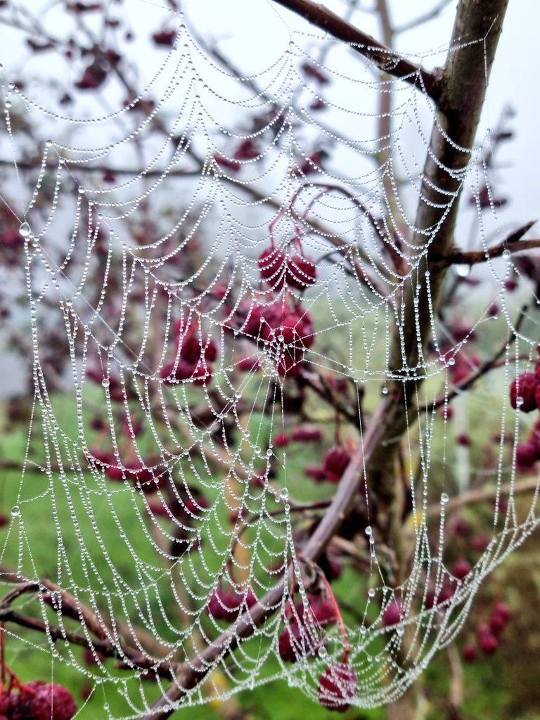 Skaists miglas rīts!  Lai superīga piektdiena!