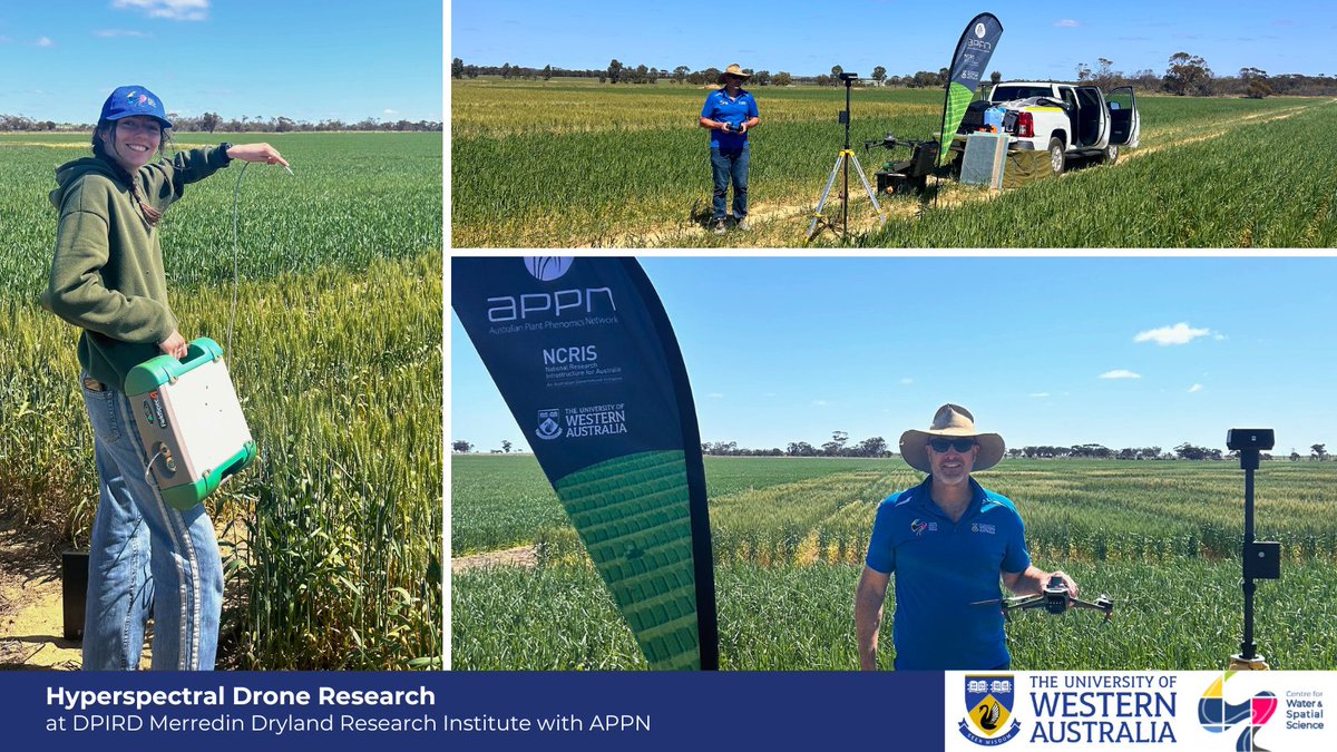 🚁Testing multispectral drones in wheat trials!🌾
At DPIRD Merredin, we're working with @APPN_Phenomics to collect hyperspectral reference data &amp; ensure drone data accuracy. 20+ flights to test optimal data collection methods in the field🔍
<a href="/SAgE_UWA/">UWA SAgE</a> <a href="/DPIRDWA/">DPIRDWA</a> #DroneResearch