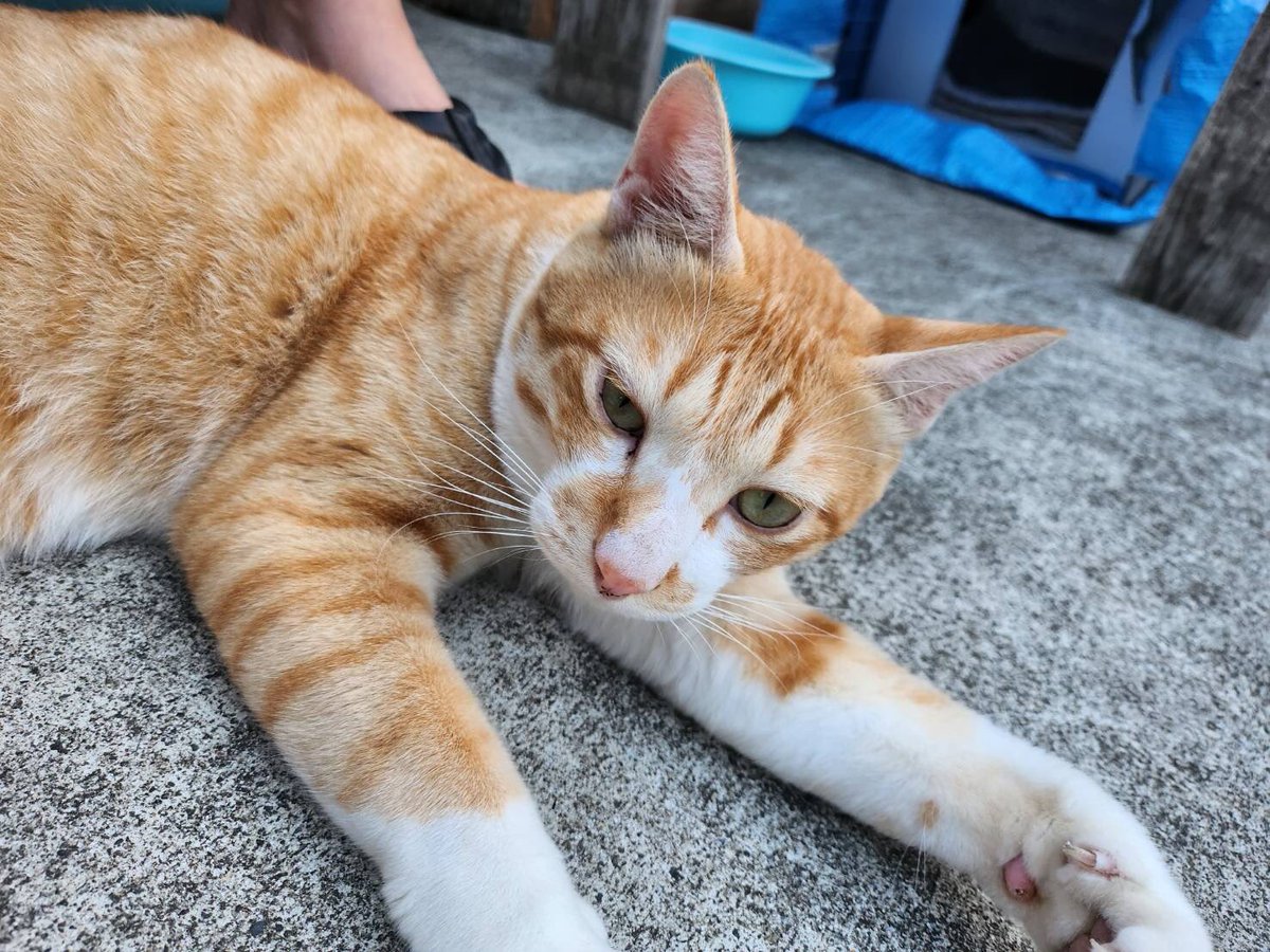 _Umbilical_'s tweet photo. 飼い主さん探してます

9月1日頃から知人の庭に現れました
去勢済み、耳カットなしの男の子です
引き続き飼い主様を探しておりますが繋がっておりません
冬が来る前に見つけてあげたいです

心当たりある方はご連絡ください

#宮城県 #仙台市 #南光台 #迷子猫 #迷い猫 #拡散希望 https://t.co/5esm0exh5Y