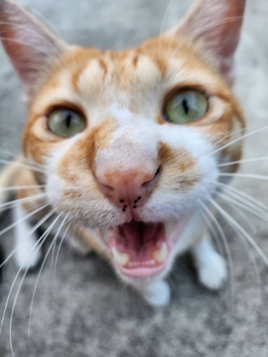 _Umbilical_'s tweet photo. 飼い主さん探してます

9月1日頃から知人の庭に現れました
去勢済み、耳カットなしの男の子です
引き続き飼い主様を探しておりますが繋がっておりません
冬が来る前に見つけてあげたいです

心当たりある方はご連絡ください

#宮城県 #仙台市 #南光台 #迷子猫 #迷い猫 #拡散希望 https://t.co/5esm0exh5Y