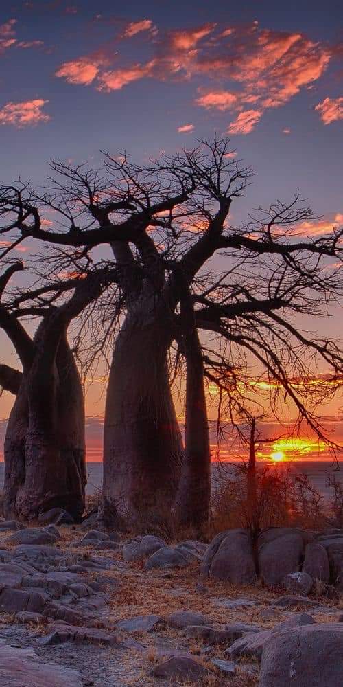 ‘Everyday that you don’t witness the rising of the sun, you are missing the creation of a new day.’
(African Proverb)
Sunrise on Lekubu Island - Botswana 🇧🇼 
📸 Unknown