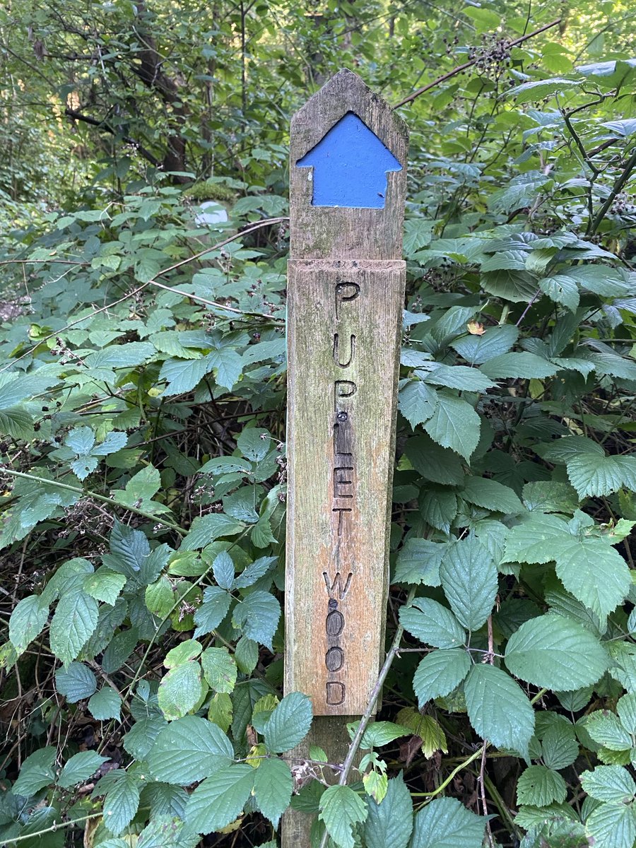 walks_camera's tweet photo. Puplet Wood #croydon #fingerpostfriday ⬆️ #vanguardway https://t.co/Hbg2ha38LY