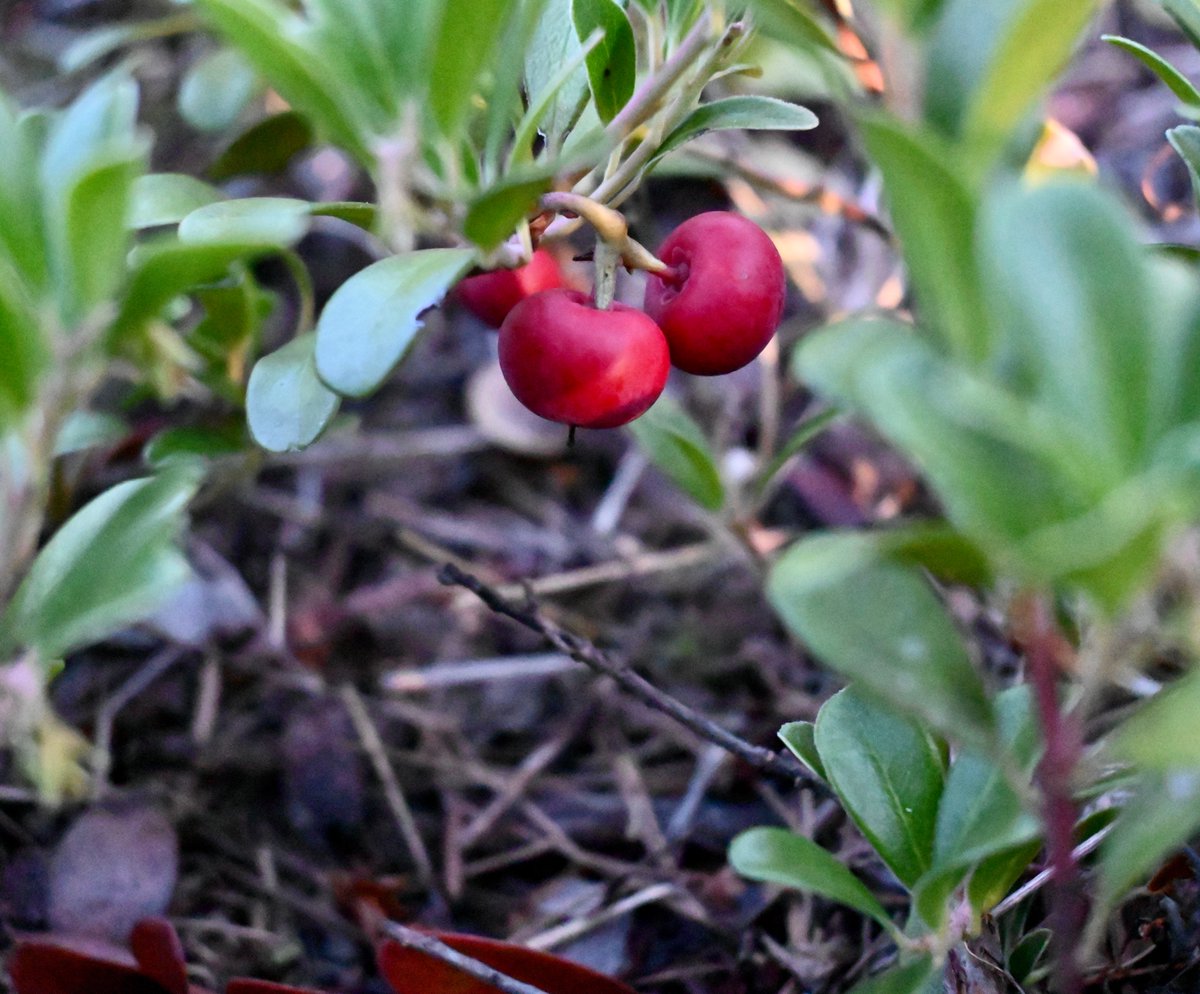 thequaintcabin's tweet photo. Kinnikinnick at sundown. 
The last sun ray slowly moving across the berry.🌲❤️ https://t.co/NBXkgQwxmQ