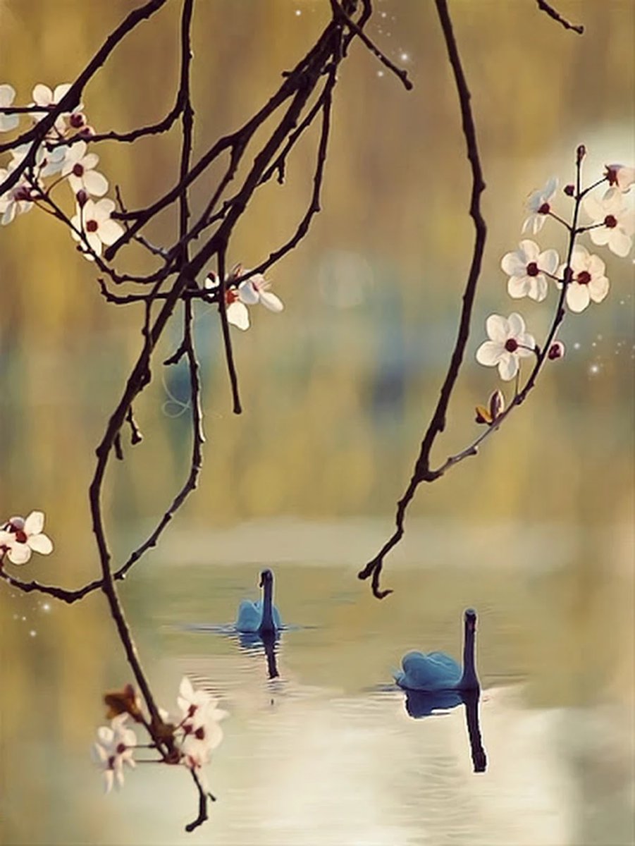 arvindsoliloquy's tweet image. in a demure lake
float a couple of birds
an undercurrent of love

#haikuchallenge #Demure
📷Pinterest