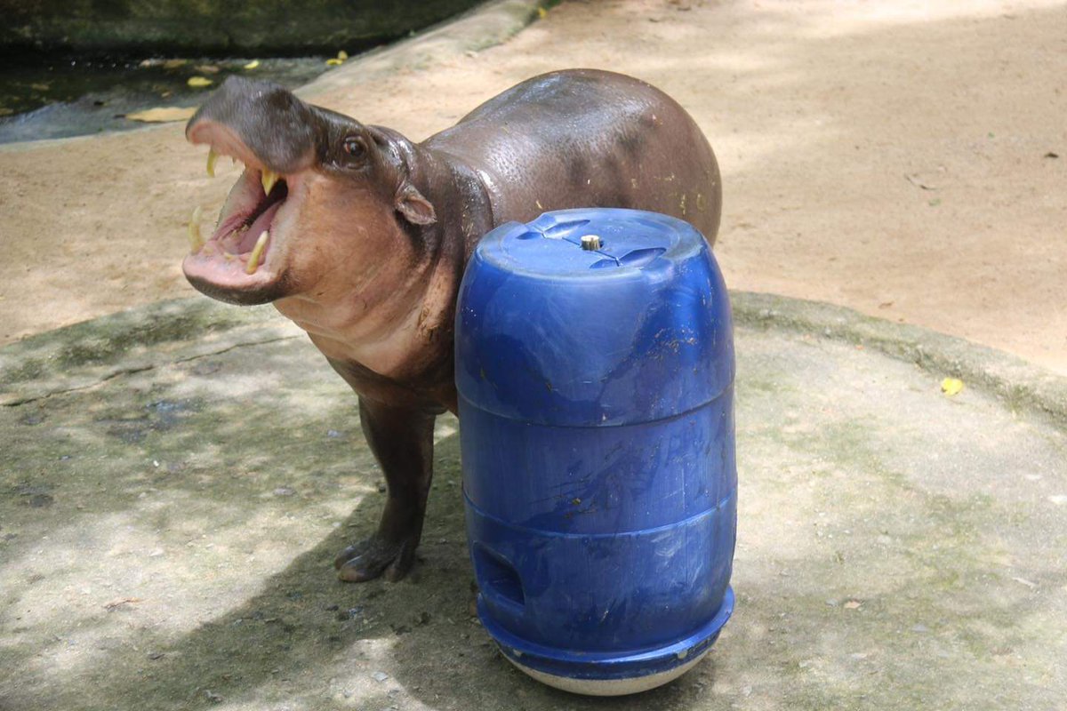 รวมภาพกิจกรรมส่งเสริมพฤติกรรมสัตว์ครอบครัวน้องหมูเด้ง #ฮิปโปแคระ นอกจากงานดูแลเลี้ยงสัตว์ งานโภชนาการ และงานสุขภาพสัตว์แล้ว สวนสัตว์ของเรายังมีงานส่งเสริมพฤติกรรมและสวัสดิภาพสัตว์ที่ดูแลสัตว์ป่าของเราทั้งทางด้านพฤติกรรมและจิตใจของสัตว์ป่า ทำให้เค้าอยู่ดีมีความสุข