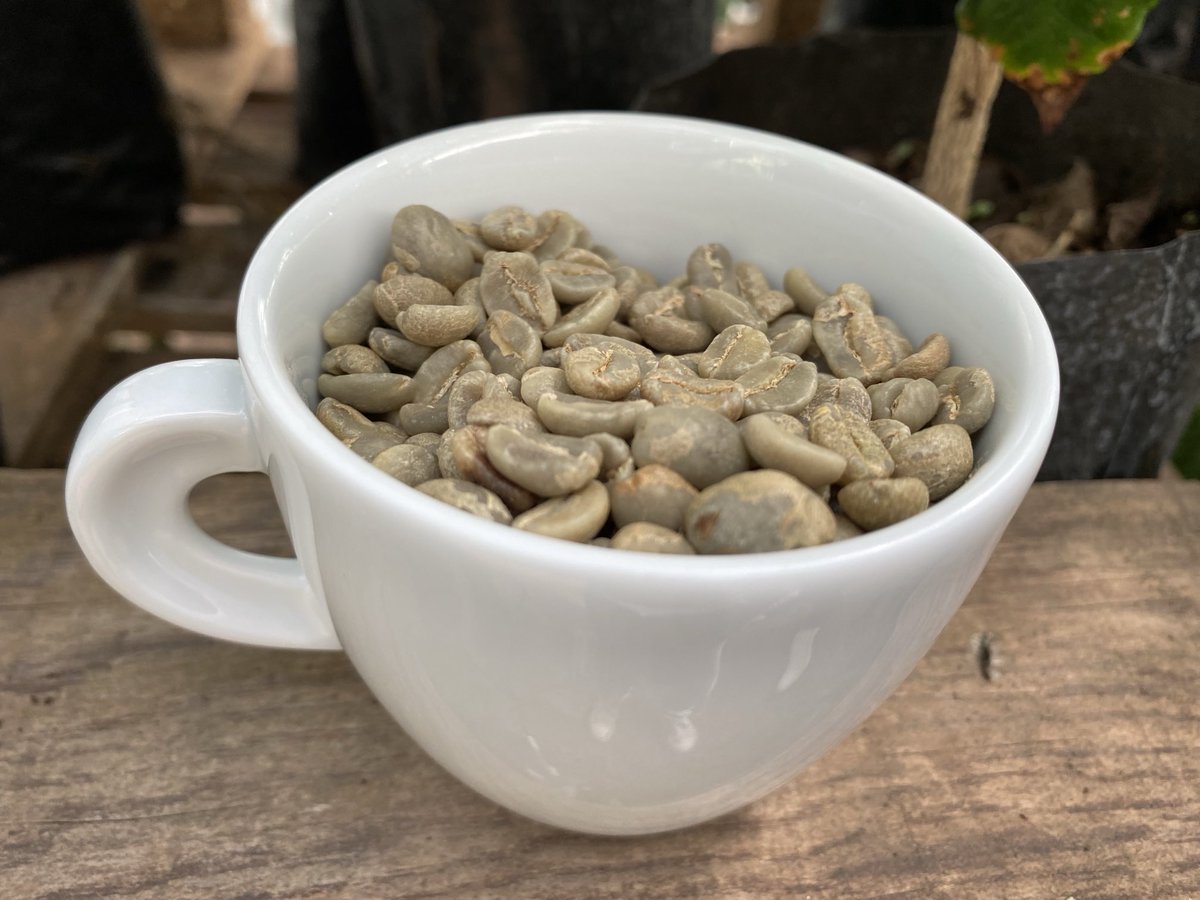 A Sant Vicenç de Torelló, a Osona, als peus del castell de Torelló, s’hi ha començat a cultivar cafè, un projecte pioner en clima continental. La primera collita serà l’any que ve