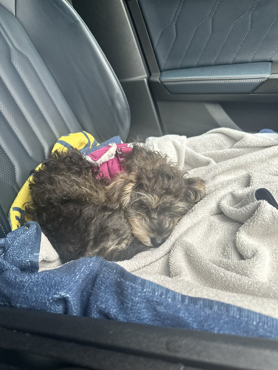 Chrissanders13's tweet image. Someone was enjoying the heated seat on the school run 🤣
#schnoodle