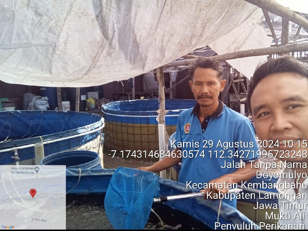 ali_ppb's tweet photo. Late post, Kamis (29/08/24), Mukti Ali, Luhkan Lamongan, Panen Parsial Nila Bp. Wartim, UKM Tim Fish dengan kolam luas 200 m2, sebanyak 40 kg, bobot panen 250 gr/ekor, harga Rp 35.000/kg #GiatLuhkanSatminkalBWI  #panen @bppsdm_bp3bwi @pusluhkp @bppsdm_kp @kkpgoid https://t.co/NRXr3RW2OW