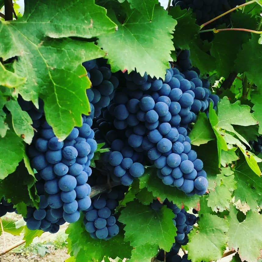 ISafaryan's tweet photo. Right a week before our life will turn into a nightmare. 

Living the best moments of my life in my home region in Kataro Vineyards. 

📷Sep 20, 2020, #Dizak #Hadrout #Togh #Kataro #Artsakh #Nagorno_Karabakh #Armenia https://t.co/OHM06Fsq8E