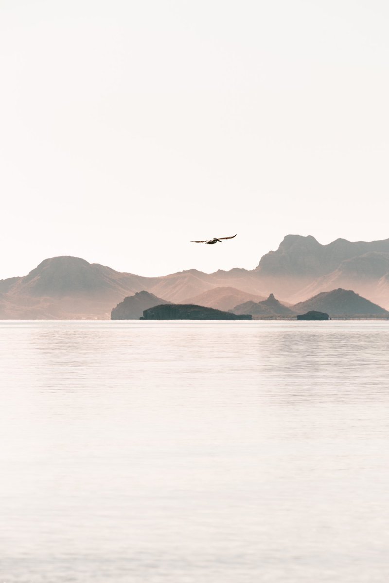 jaime del pizzo tweet media