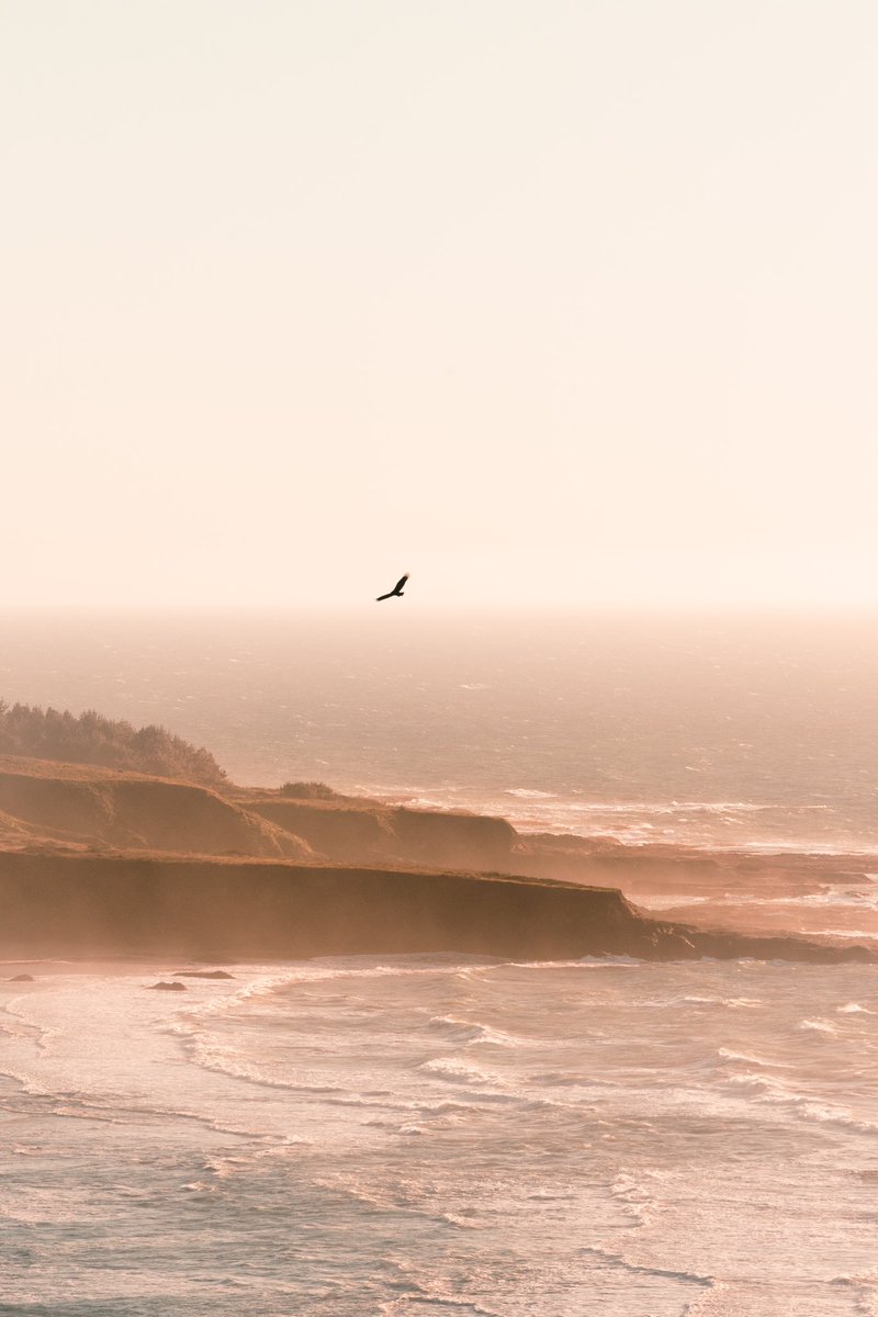 jaime del pizzo tweet media