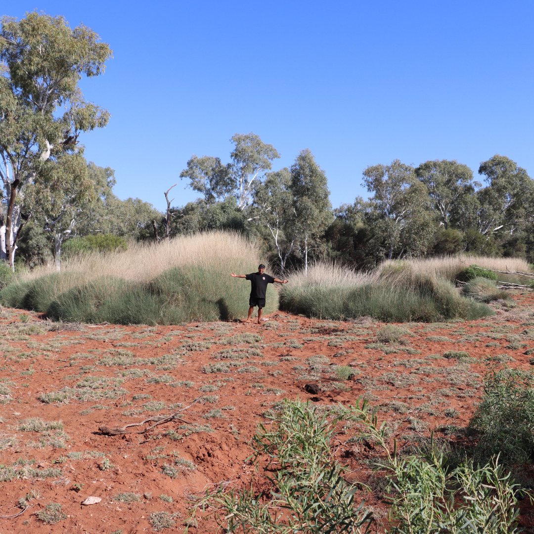 KJMartu's tweet photo. 🦜🌙 #KJMartuRangers headed out on-Country to retrieve a sound recorder capturing the calls of the elusive #Ngarrijirri (#NightParrot). This data will help us learn more about these endangered nocturnal birds. #IndigenousConservation #CaringForCountry #MartuCountry #TwoWayScience https://t.co/WQ5WEoOHNm