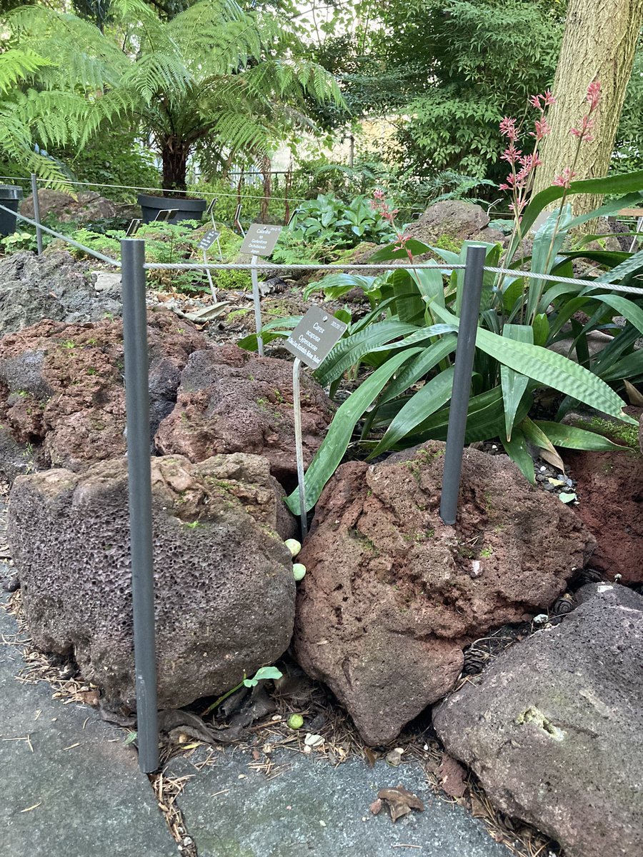 Ein bisschen vesteckt, bei der Zeder, hinter dem Ginkgo, findet ihr Stauden die den Schatten lieben. Das Beet ist drei Meter lang und breit, sauber umrandet mit dem neuen Abstandseil für mehr Respekt gegenüber Pflanzen und Gartenarbeit.