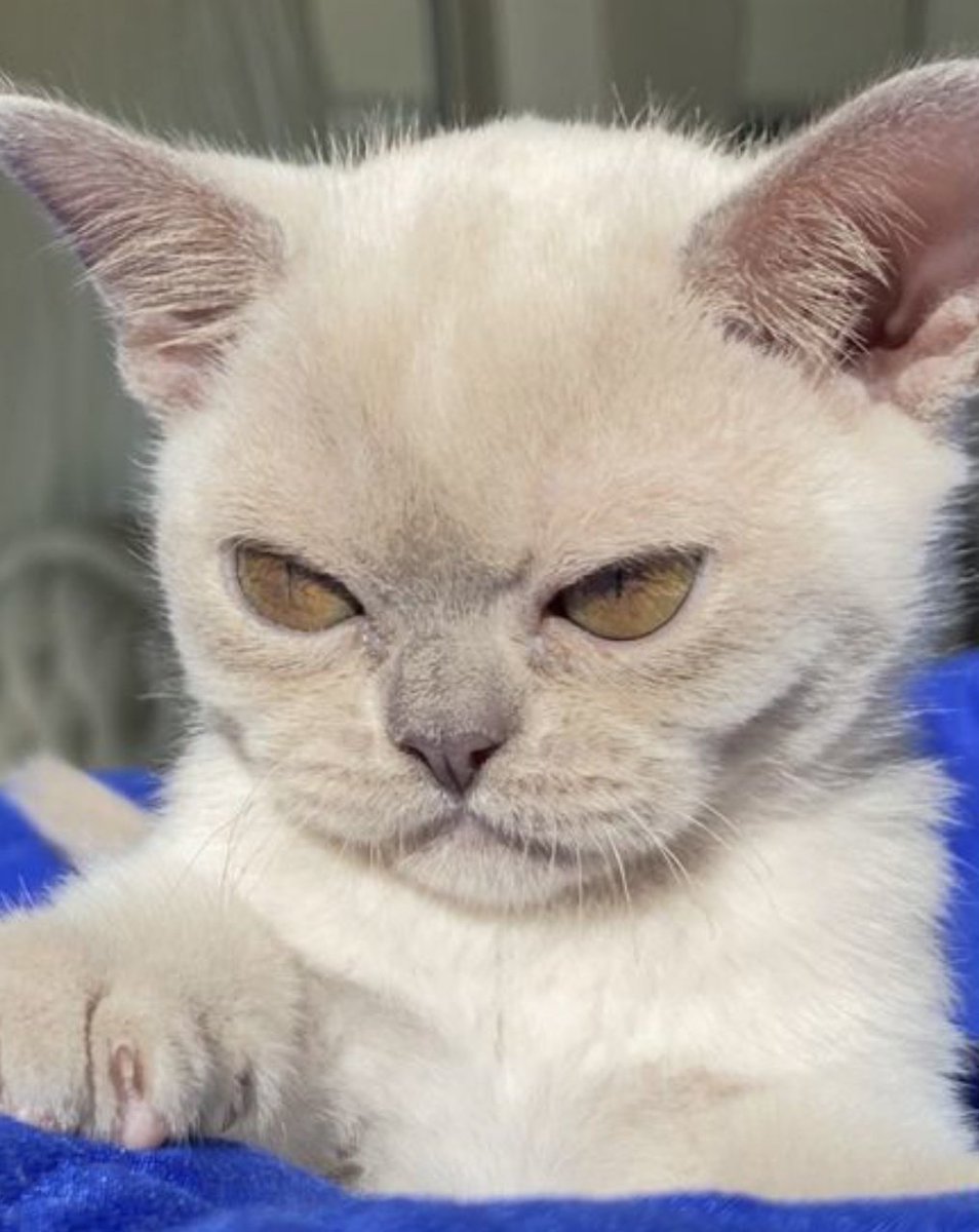 Моё лицо на работе после отпуска - чисто этот котёнок с авито.