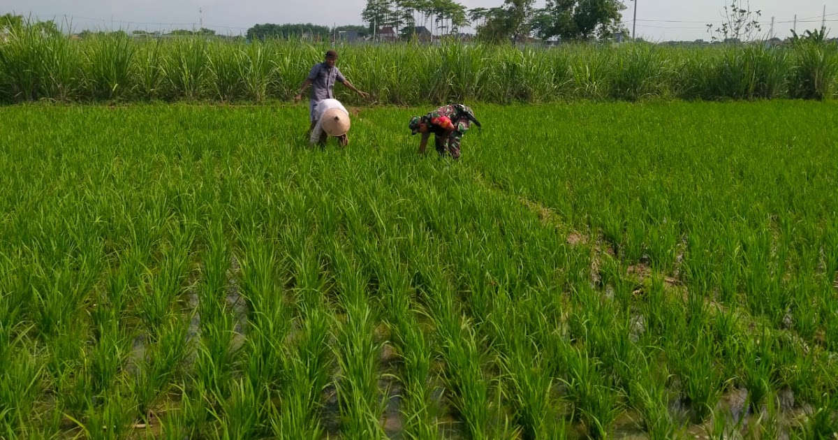 Wujudkan Ketahanan Pangan, Babinsa Lakukan Pendampingan Kepada Petani Di Wilayah Binaan. dlvr.it/TDSYQS