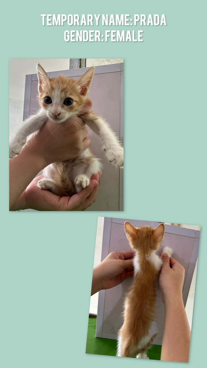 SkzLoveStay0325's tweet photo. ‼️FREE ADOPTION‼️
These babies are looking for their furrrrever homes!! 😻
Date of Birth: Aug 4, 2024
Possible Release Date: Nov 4, 2024
Location: Lipa, Batangas
Kindly send me a message if you are interested.
#cats #freeadoption #puspin https://t.co/MQW3aM9NUu