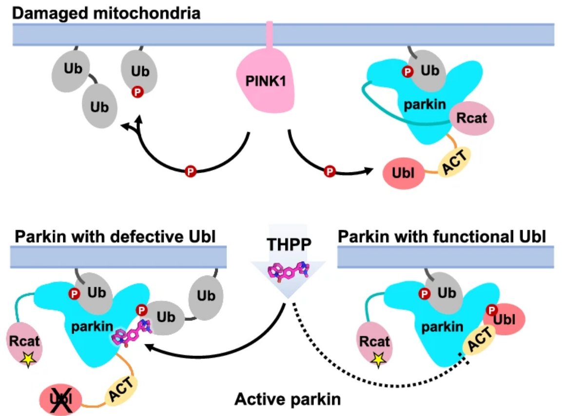ScienceofPD's tweet photo. New research from @kalle_gehring @jftrempe &amp; collaborators presents a new class of small molecule allosteric modulators that enhance parkin activity; The compounds act as "molecular glues" to enhance the ability of phospho-ubiquitin to activate parkin
https://t.co/qESrYiMdKg https://t.co/DymjaD7xF1