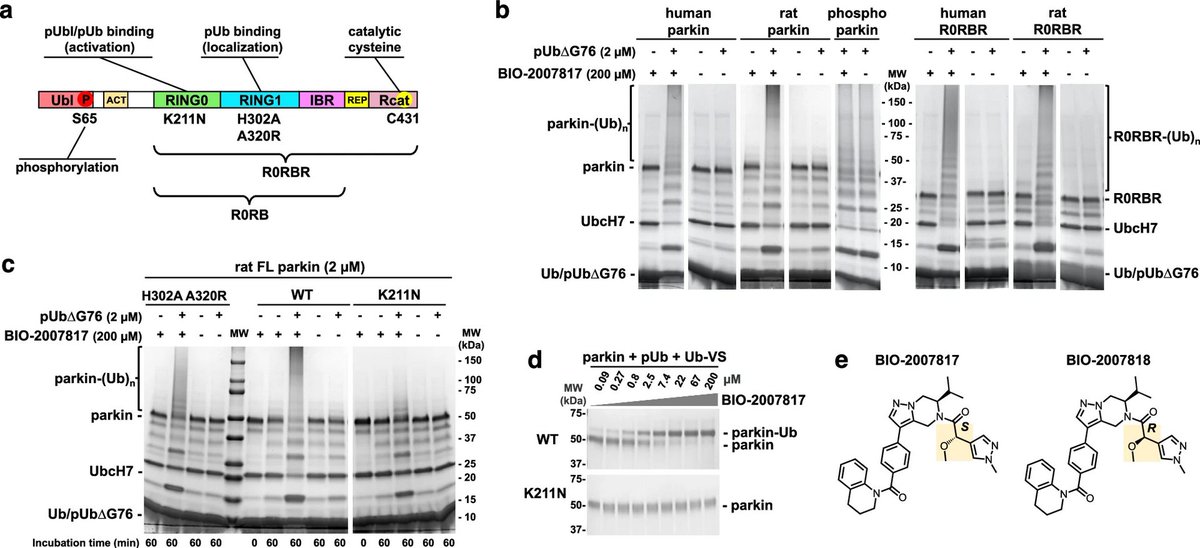 The Science of Parkinson's (@scienceofpd) on Twitter photo New research from @kalle_gehring <a href="/jftrempe/">Jean-Francois Trempe</a> & collaborators presents a new class of small molecule allosteric modulators that enhance parkin activity; The compounds act as "molecular glues" to enhance the ability of phospho-ubiquitin to activate parkin
nature.com/articles/s4146… New research from @kalle_gehring <a href="/jftrempe/">Jean-Francois Trempe</a> & collaborators presents a new class of small molecule allosteric modulators that enhance parkin activity; The compounds act as "molecular glues" to enhance the ability of phospho-ubiquitin to activate parkin
nature.com/articles/s4146…