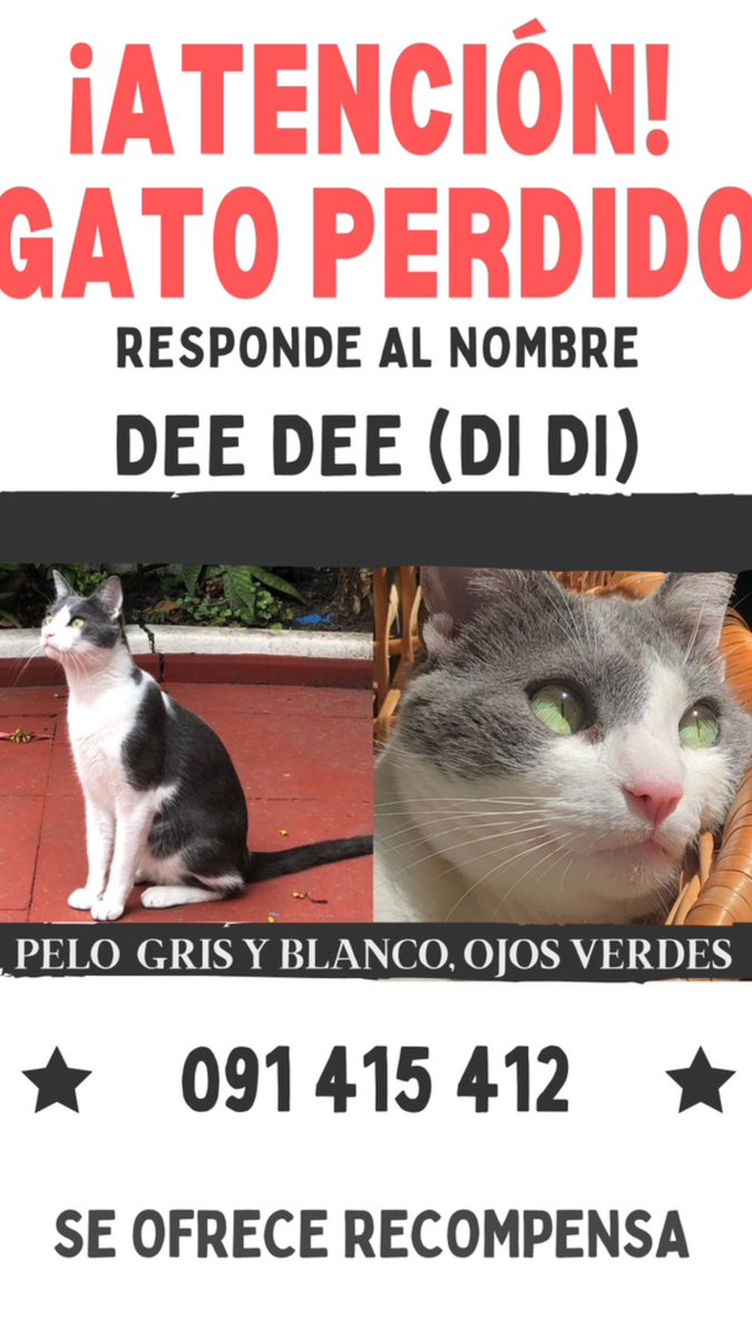 DeeDeeRatone's tweet photo. Hi everyone, with the broken and heaviest heart I’m posting probably for the last time here. 
Dee Dee got lost last December, 10 days before christmas. We looked everywhere, asked every neighbor in our block and surroundings. (Keep reading below)⬇️ https://t.co/xxmN8gJ8Ba