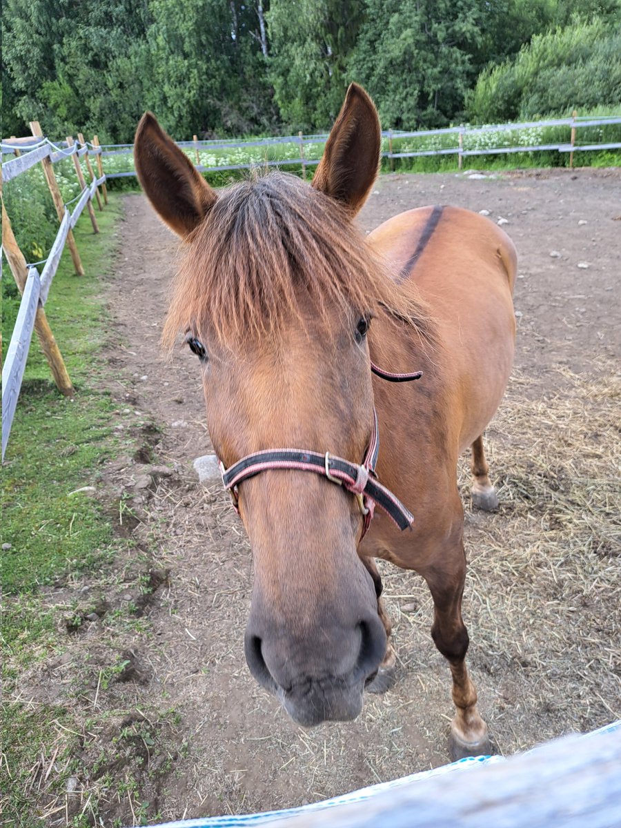 MiYliheikkila's tweet photo. Tänään on hyvä päivä = ravipäivä. Kimppahevosemme #Halipula "Iita" koelähdössä @mikkelinravit. #ravit https://t.co/vuCP8zeBi7