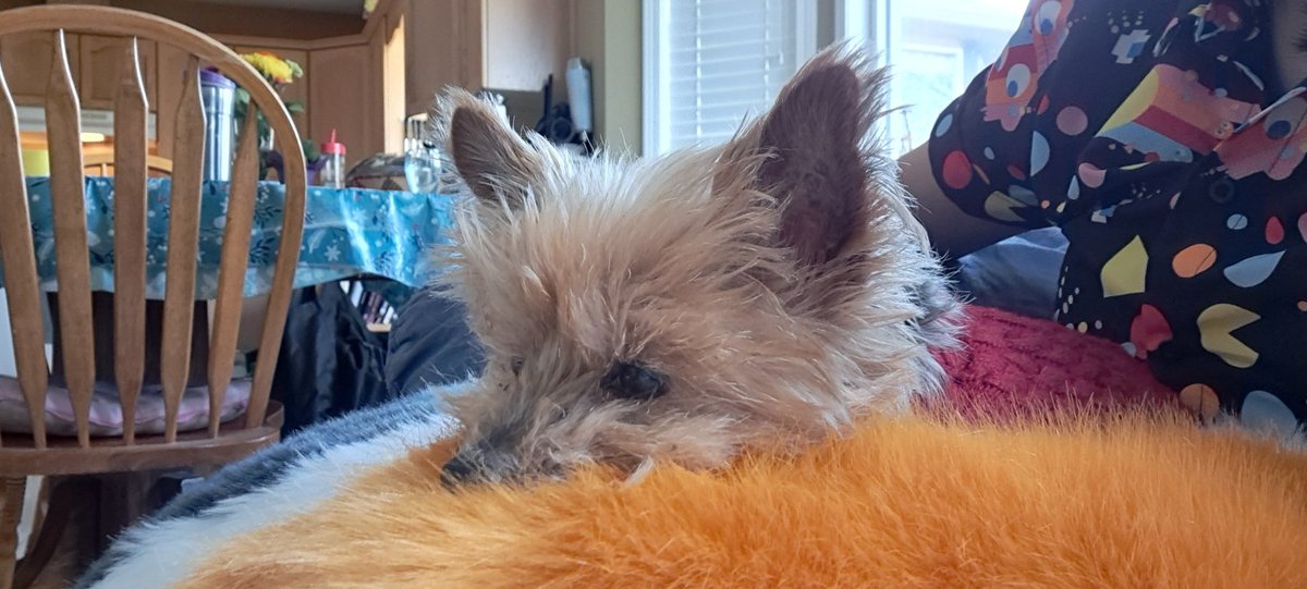 Having a bad day?
Have some pics of my dog snuggling on my lap while in suit 💖