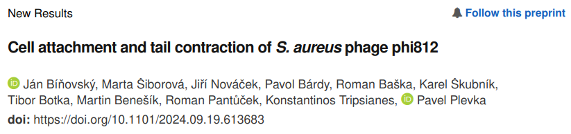 🚀Announcing my first (co)first-author manuscript 🚀

"Cell attachment and tail contraction of S. aureus phage phi812"
🔗bit.ly/Phi812

Check out the 🧵 to explore the structural details of phage interaction with Gram+ bacteria🤯

#PhageTherapy #Research #PhDlife

1/11