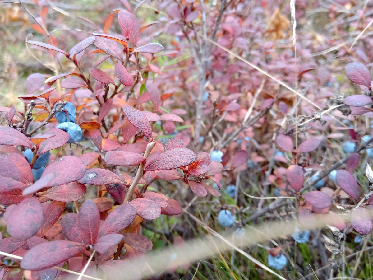 Kieli- ja käännöstieteiden laitoksessa <a href="/UniTurku/">Turun yliopisto - University of Turku</a> haettavana tutkijatohtorin määräaikainen tehtävä ajalle 1.1.2025–31.12.2026 hankkeessa ”Kielten opetus ja oppiminen kestävän kehityksen tavoitteiden toteuttajana” <a href="/SuomenAkatemia/">Suomen Akatemia | Research Council of Finland</a> 31. 10. 2024 mennessä 🌱
Ks. ats.talentadore.com/apply/tutkijat…