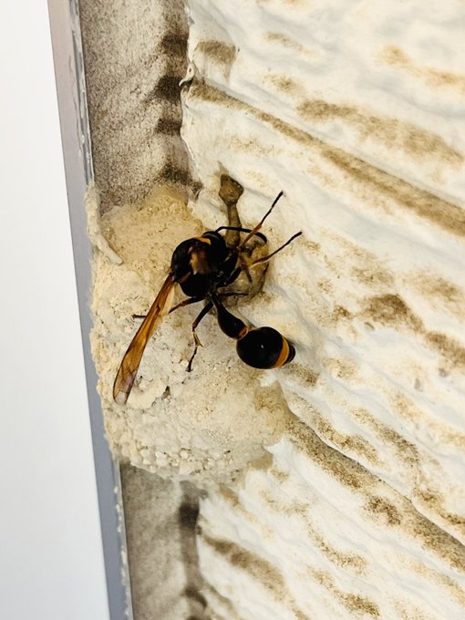 ドロバチ氏もせっせと増築に励んでおる 