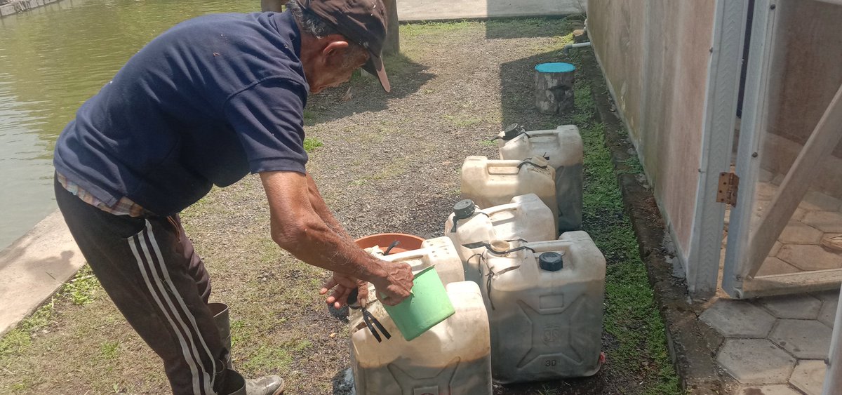 paramarta080's tweet photo. Jumat,(20/09),I Gede Putu Paramarta,Luhkan Kab.Bangli di POKDAKAN Amerta Yasa Kerti Desa Sulahan,mendampingi panen lele sebanyak 72 kg,dengan ukuran 67 gr/ekor, luas lahan 24 M2, dengan harga jual 21.000/kg https://t.co/aXRIdSJHC7