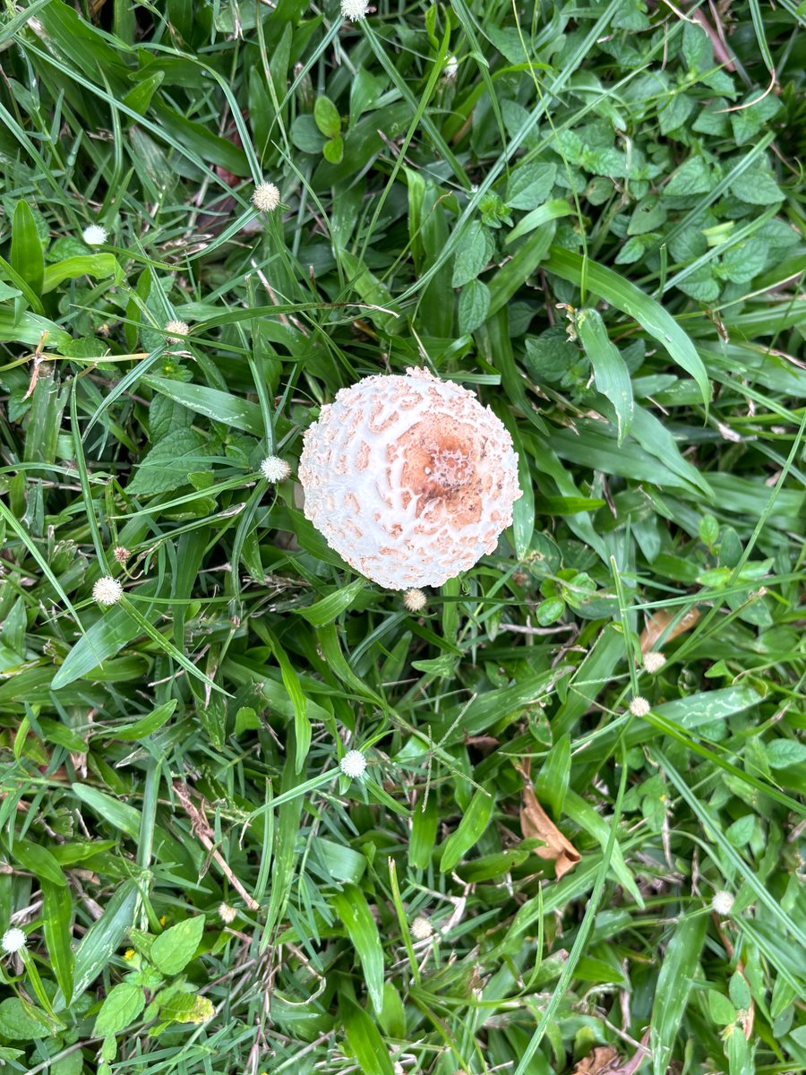 Shrooms..