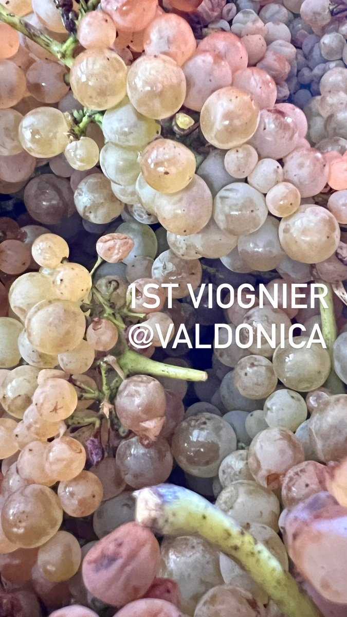 FIRST VIOGNIER <a href="/valdonica/">ValdonicaWineryHotel</a> #breathtakingviews #valdonica #valdonicarestaurant #maremma #toscana #naturalwines #naturalwinelover #vinummagazin  #winetour #instawine #tuscany #visittuscany #organicwine #organicwinery #vermentino #sangiovese #wineenthusiast #winetravel #robertparker