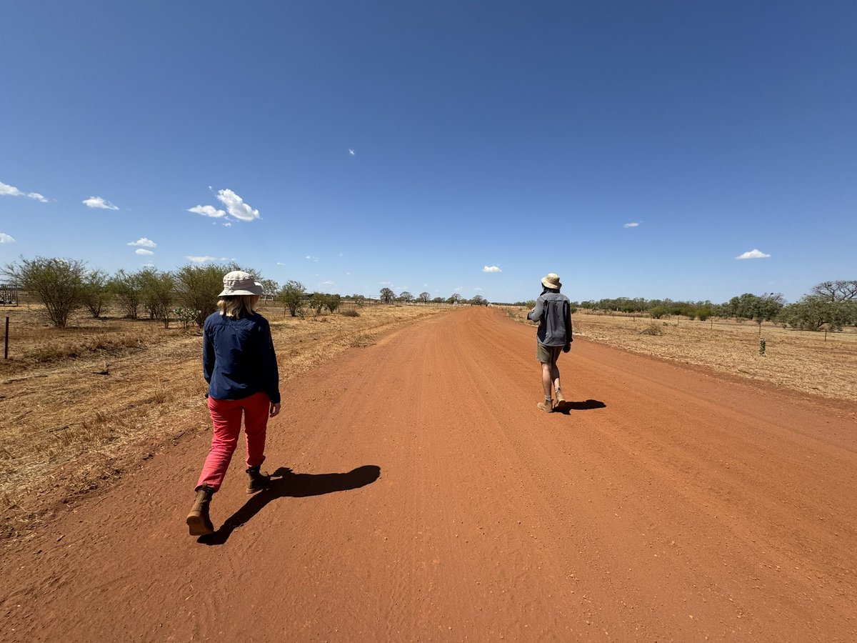 StephDeering95's tweet image. Another year of bird surveys complete! Huge shoutout to all my volunteers braving the heat to walk around and count birds 😂More importantly- that concludes all data collection/field work for my PhD 🥺 feeling lots of emotions! Now enjoying some final moments in the Kimberley 🌅