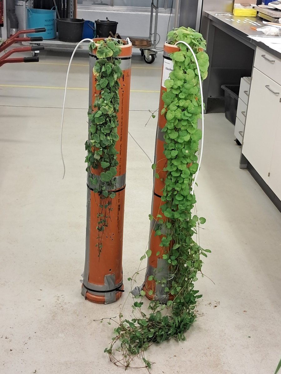 It's harvest time! In our recent experiment, PhD candidate Srijna Saxena is testing how above- and belowground traits can help to improve our understanding of biodiversity effects on drought resistance and recovery.