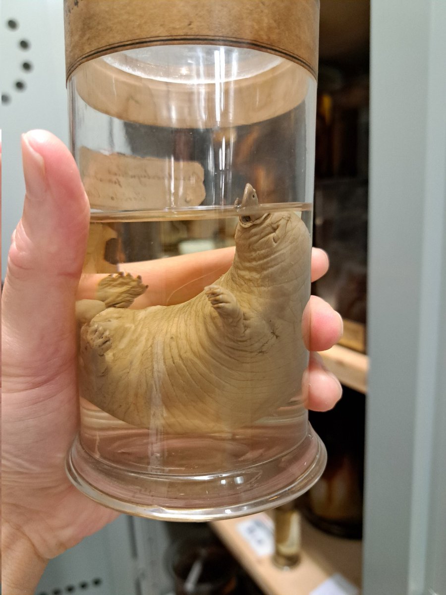 Blowing my mind in <a href="/NHM_London/">Natural History Museum</a>'s stores: the only long-beaked #echidna to have been collected in Australia; the specimen used to scientifically describe #platypuses; a #platypus dissected in the 19th century to prove they produce milk without nipples; &amp; a baby platypus (platypup)