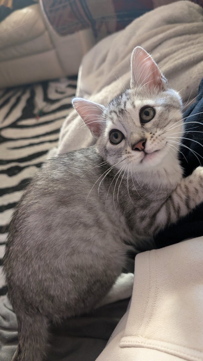 Altin | アルティン 🔜 manedstripes.cat tweet media