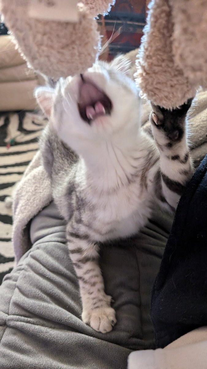 Altin | アルティン 🔜 manedstripes.cat tweet media