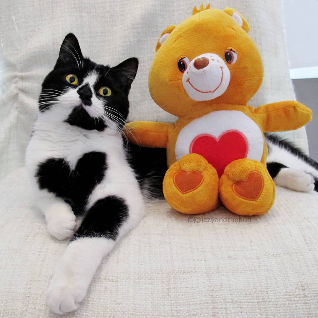 CatWithHeartSol's tweet photo. @_d3f4ult Sounds like you have your $HEART in the right place. I like that.

CA: 4PktBf5snExUyxZr38i5aupto8ZxkKirHCgKz6poGkN7 https://t.co/hh6TzOBGnR