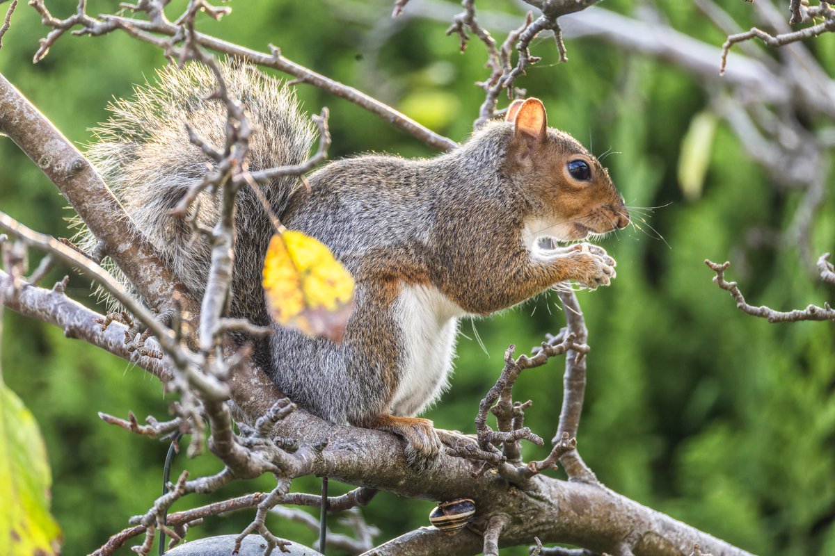 Since I got an 800mm lens, nobody has put me on the mixing desk, so here's a picture of a squirrel in the garden this morning instead.