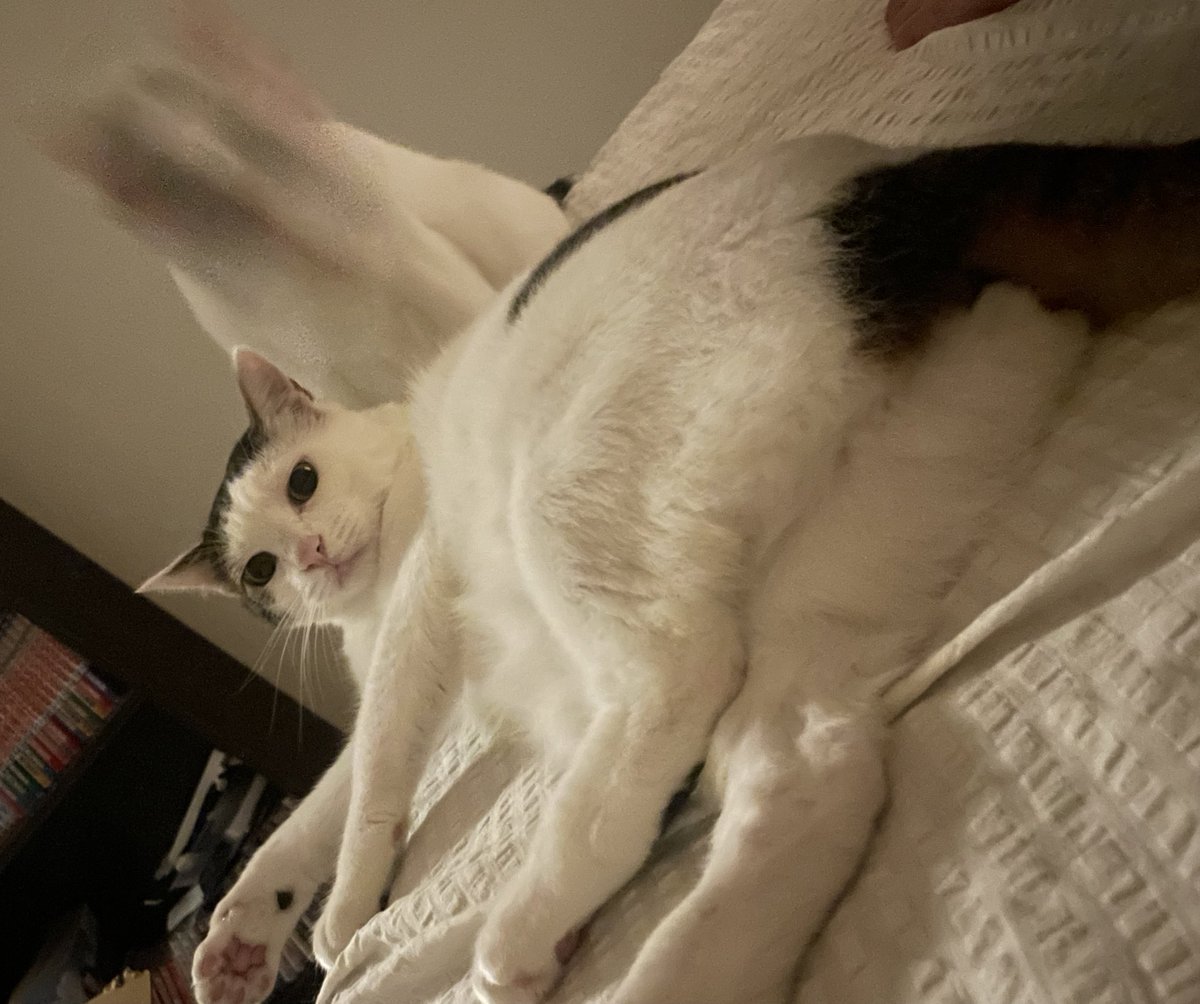 takei_cat's tweet photo. https://t.co/fxK2Liu6kC