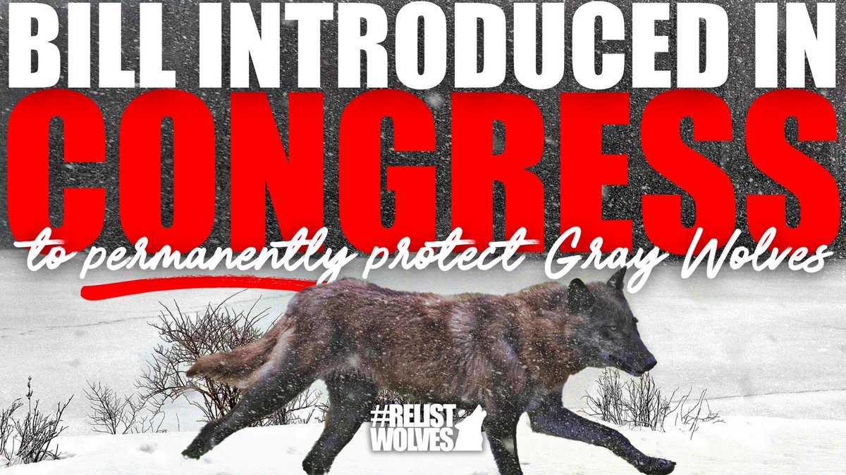 teamwolf_org's tweet image. 🚨BREAKING NEWS🚨

Sen. Cory Booker &amp;amp; Rep. Raúl Grijalva have introduced the Tribal Heritage &amp;amp; American Bison, Grizzly Bear, &amp;amp; Wolf Restoration &amp;amp; Coexistence Act! This bill aims to protect these species, restore ecosystems, &amp;amp; protect the rights of Tribal Nations.