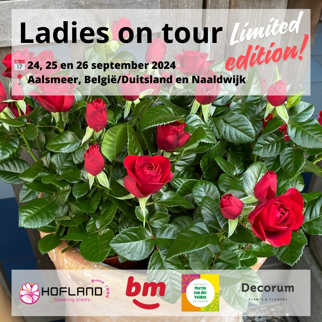 Volgende week is het weer zover; de ladies gaan "on tour". Dit keer een speciale "Limited Edition".  #ladiesontour #hoflandfloweringplants #bmroses #kwekerijmartinvandervelden #najaarassortiment #decorum #bus #lekkernij