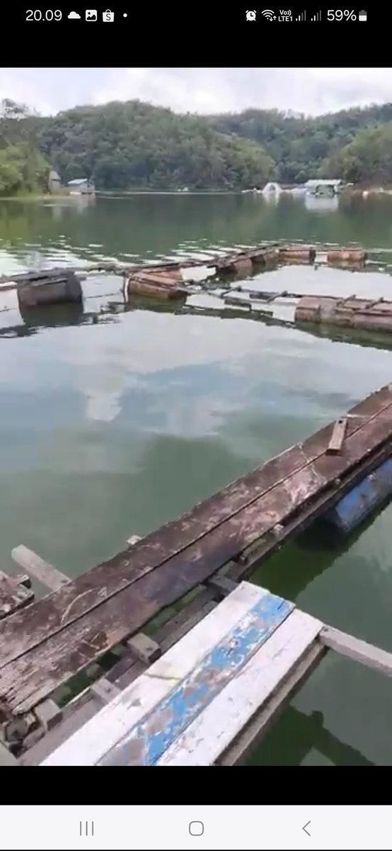 HenderaFN's tweet photo. Kamis,19/9/24,HenderaFN Luhkan Banjar,kunjungan ke Jala Apung Pa Kasan(Pokdakan Nila Lestari) Ds.Sei.Batang Ilir,Panen Ikan Nila bertahap total 400kg,Rp.28rb/kg isi  6-7ekor/kg @luhlapor @bppsdm_bp3bwi https://t.co/9aI3MXg7ua