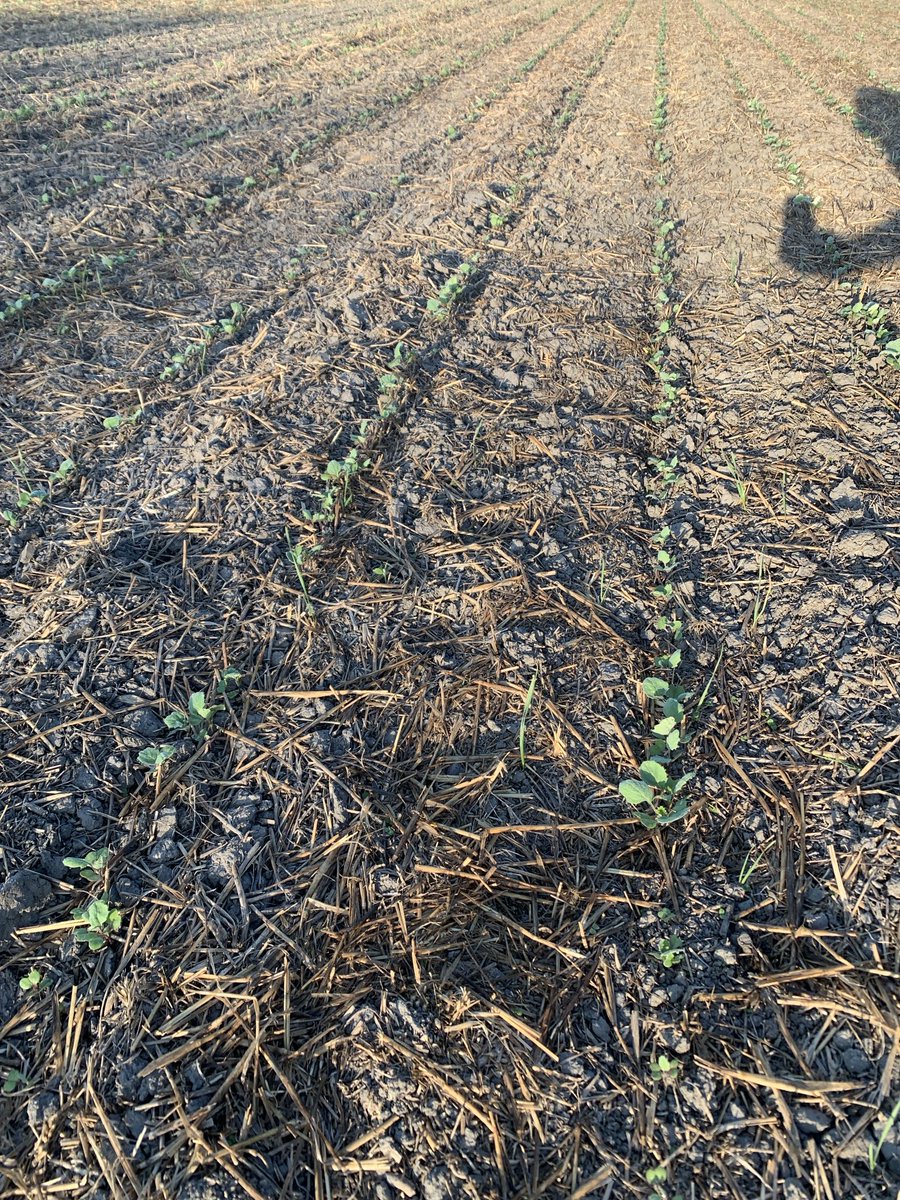 wolf_moritz's tweet image. Canola planted on PeleeIsland Sept. 6th; 1/4” of rain the next day and nothing but fog and dew every morning since🤷🏼‍♂️
#northendfarms #peleeisland #canadassouthernmost