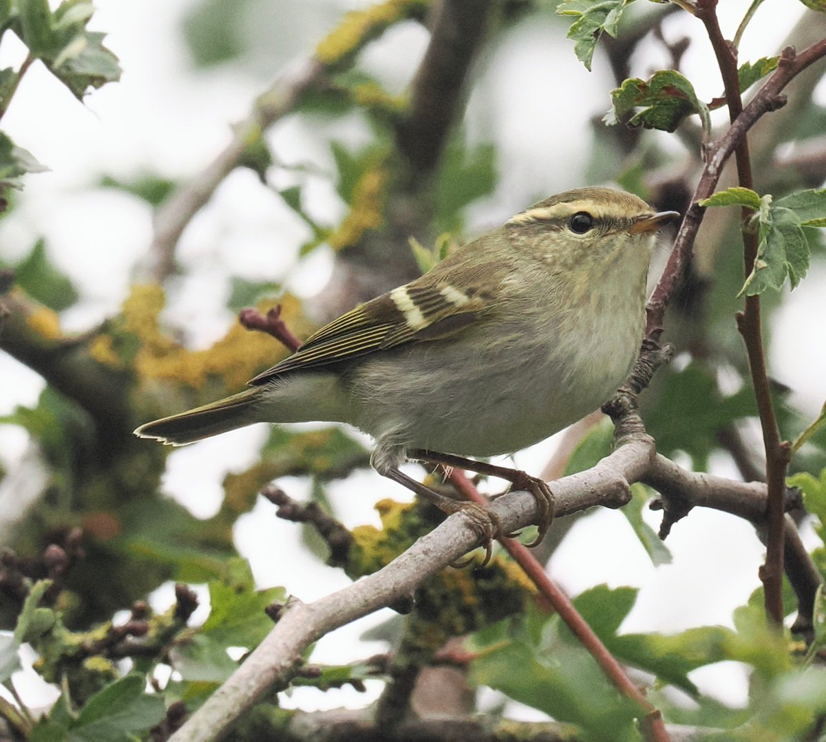 Nighthawk013's tweet photo. Another Yellow-browed Warbler in at Saltfleet - this one along Haven Bank today https://t.co/t2zhzCTj2u
