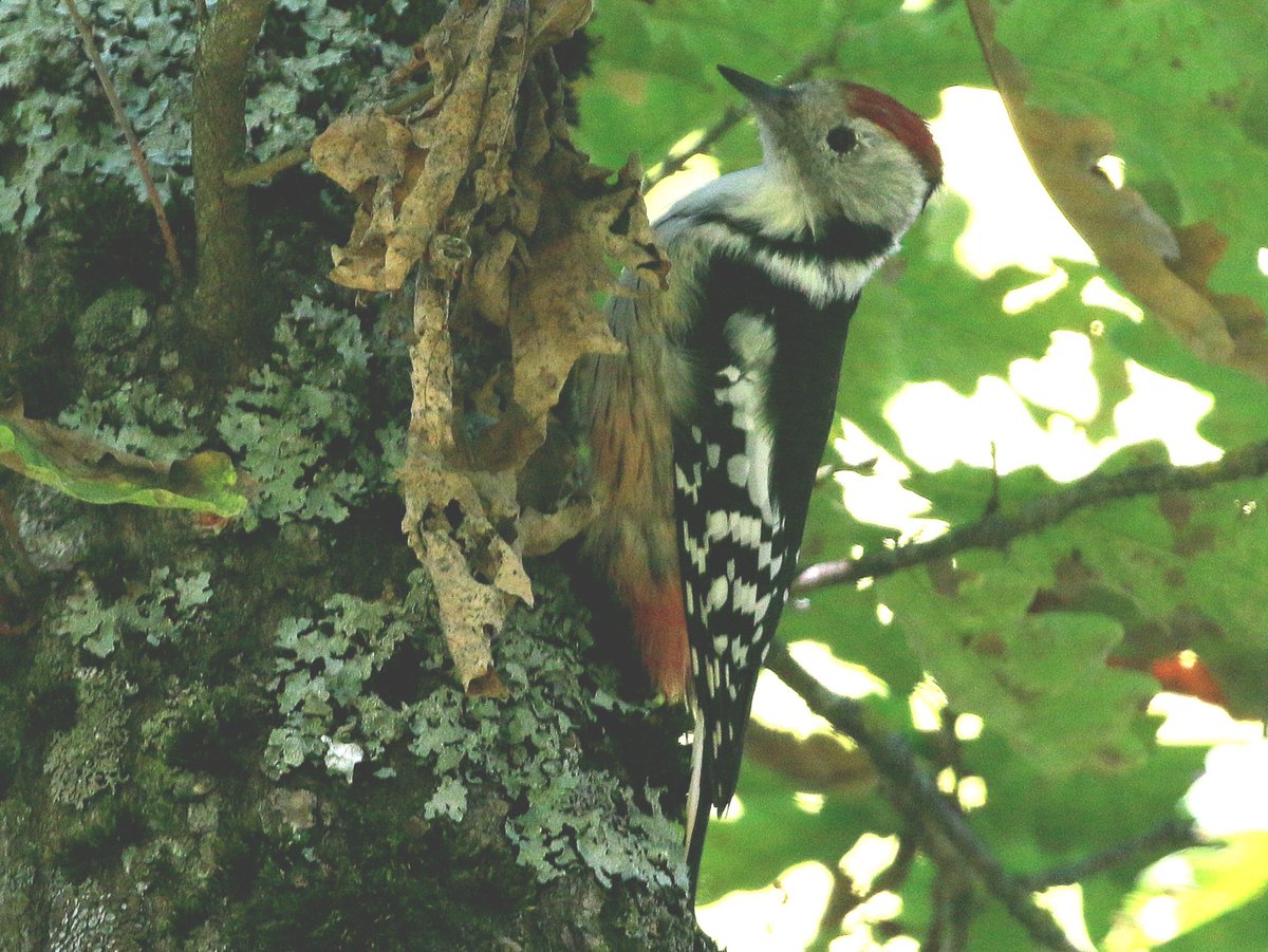 And a lunchtime Middle Spotted Woodpecker, also Estonia with <a href="/naturetrektours/">Naturetrek</a> .